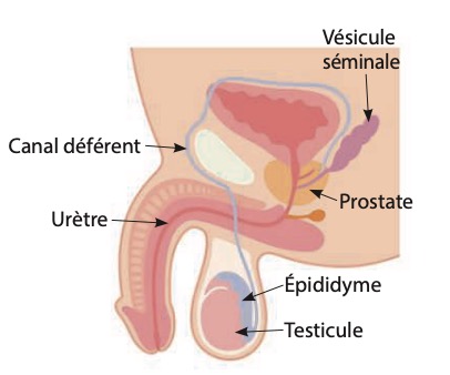 Schéma de l'appareil génital masculin