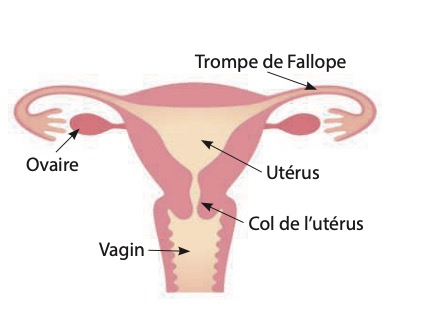 Schéma de l'appareil génital féminin