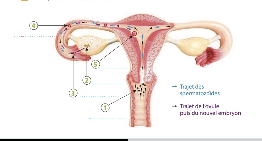 Schéma de la reproduction sexuée à la nidation