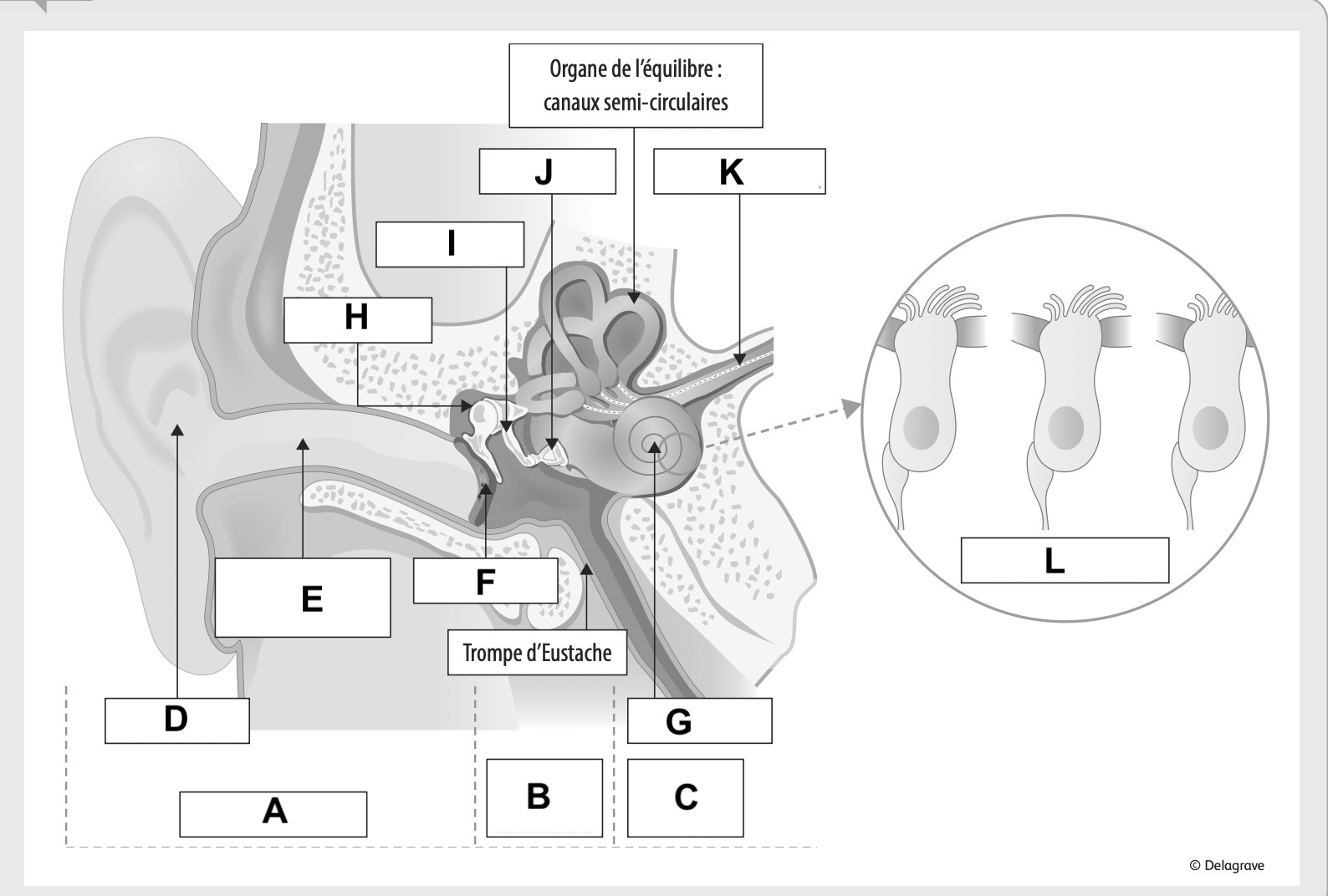 Schéma de l'appareil auditif avec les lettres A à L