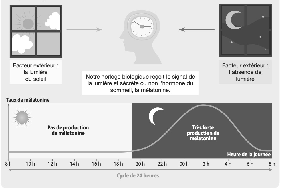 Schéma jour nuit et mélatonine.