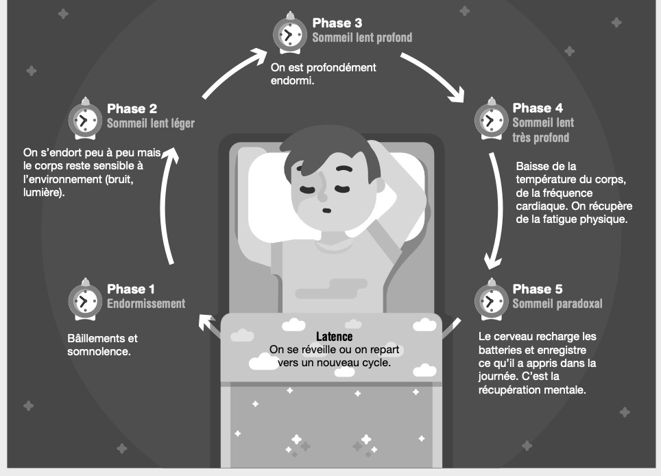 Schéma des phases du sommeil et du cycle.