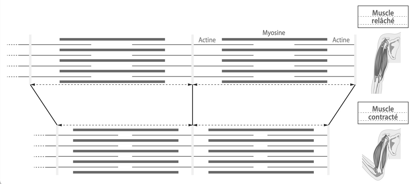 Schéma actine myosine