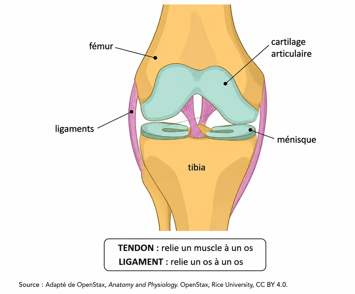 Schéma d'un genou vu de face, en coupe. En jaune, deux os : le fémur en haut, le tibia en bas. En vert clair, le cartilage articulaire recouvre l'extrémité du fémur, et deux ménisques sont posés sur le plateau du tibia. En rose, deux ligaments relient le fémur au tibia de chaque côté de l'articulation. Sous le schéma, un encadré rappelle : TENDON, relie un muscle à un os ; LIGAMENT, relie un os à un os.