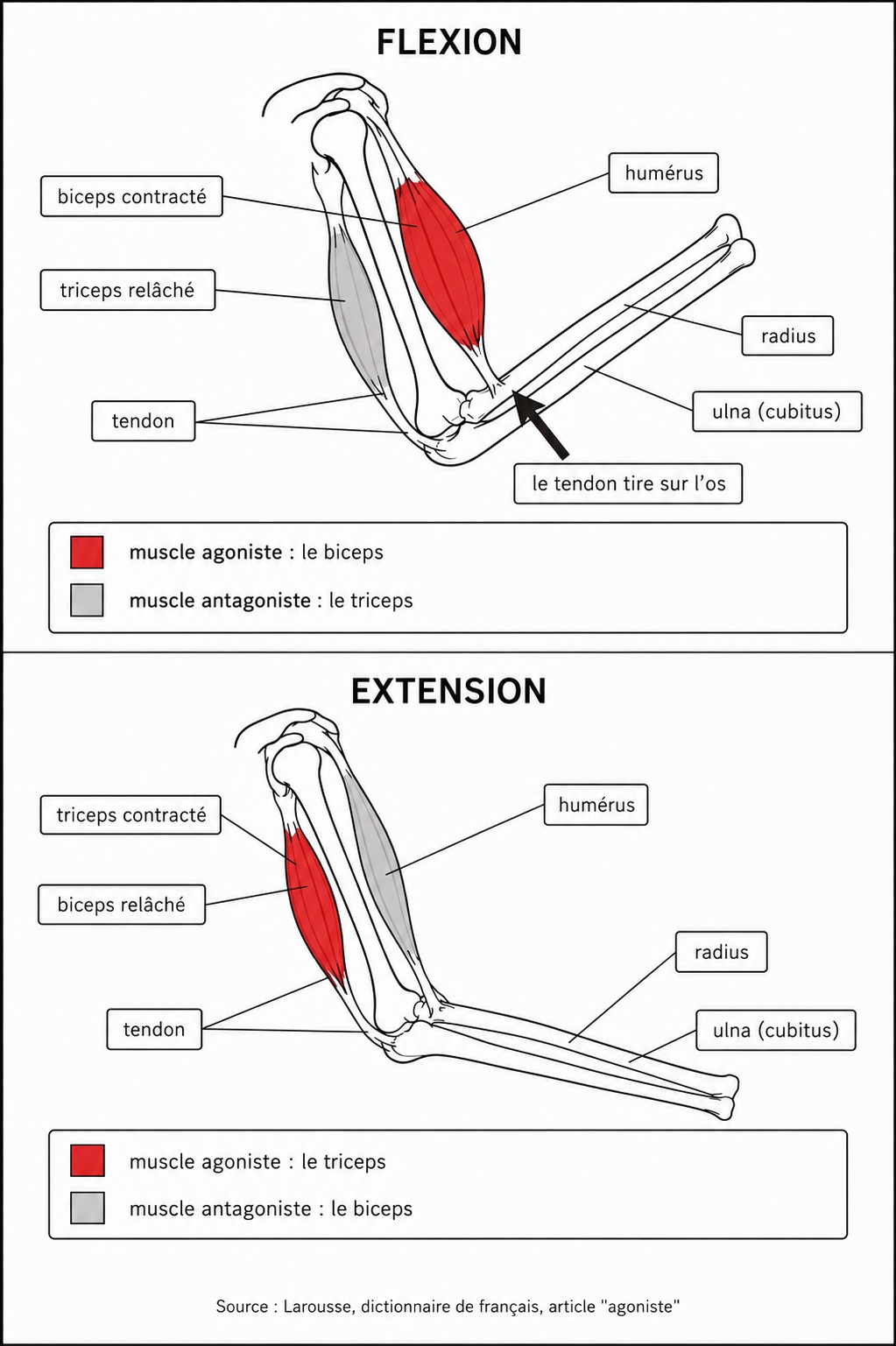 Schéma en deux vignettes superposées. Vignette du haut, titrée FLEXION : un bras droit vu de profil, l'avant-bras remonté. Le biceps, situé à l'avant du bras, est court, épais et colorié en rouge : il est contracté. Le triceps, situé à l'arrière, est long, fin et gris clair : il est relâché. L'humérus, le radius et l'ulna sont légendés, ainsi que les tendons aux deux extrémités des muscles. Une flèche noire part du tendon du biceps vers l'os, avec la mention : le tendon tire sur l'os. Un encadré indique : muscle agoniste, le biceps ; muscle antagoniste, le triceps. Vignette du bas, titrée EXTENSION : le même bras, l'avant-bras abaissé. Cette fois le triceps est court, épais et rouge, le biceps est long, fin et gris clair. L'encadré indique : muscle agoniste, le triceps ; muscle antagoniste, le biceps.