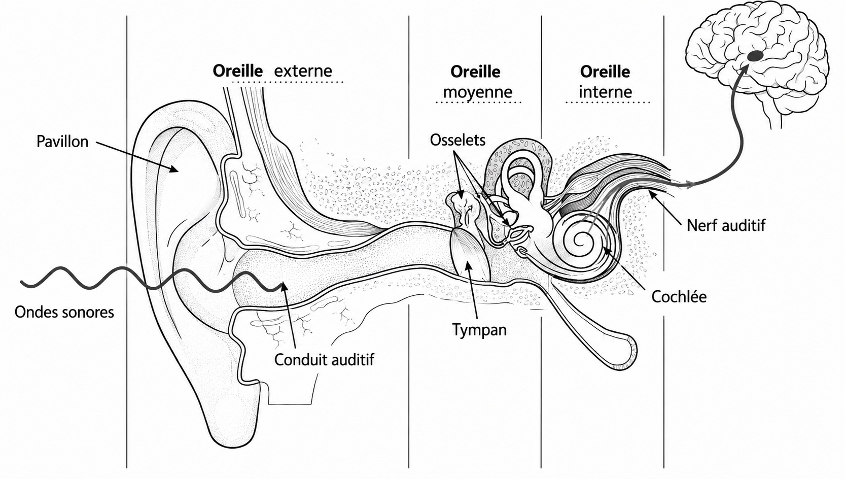 Coupe de l'oreille en noir et blanc, vue de face, divisée en trois zones par des traits verticaux. La zone de gauche est titrée oreille externe : elle montre le pavillon, puis le conduit auditif. Une onde sonore, dessinée comme une ligne ondulée, entre par la gauche et parcourt le conduit. La zone du milieu est titrée oreille moyenne : elle montre le tympan, qui ferme le conduit, puis les osselets. La zone de droite est titrée oreille interne : elle montre la cochlée, en forme de spirale, d'où part le nerf auditif qui rejoint le cerveau, dessiné en haut à droite.