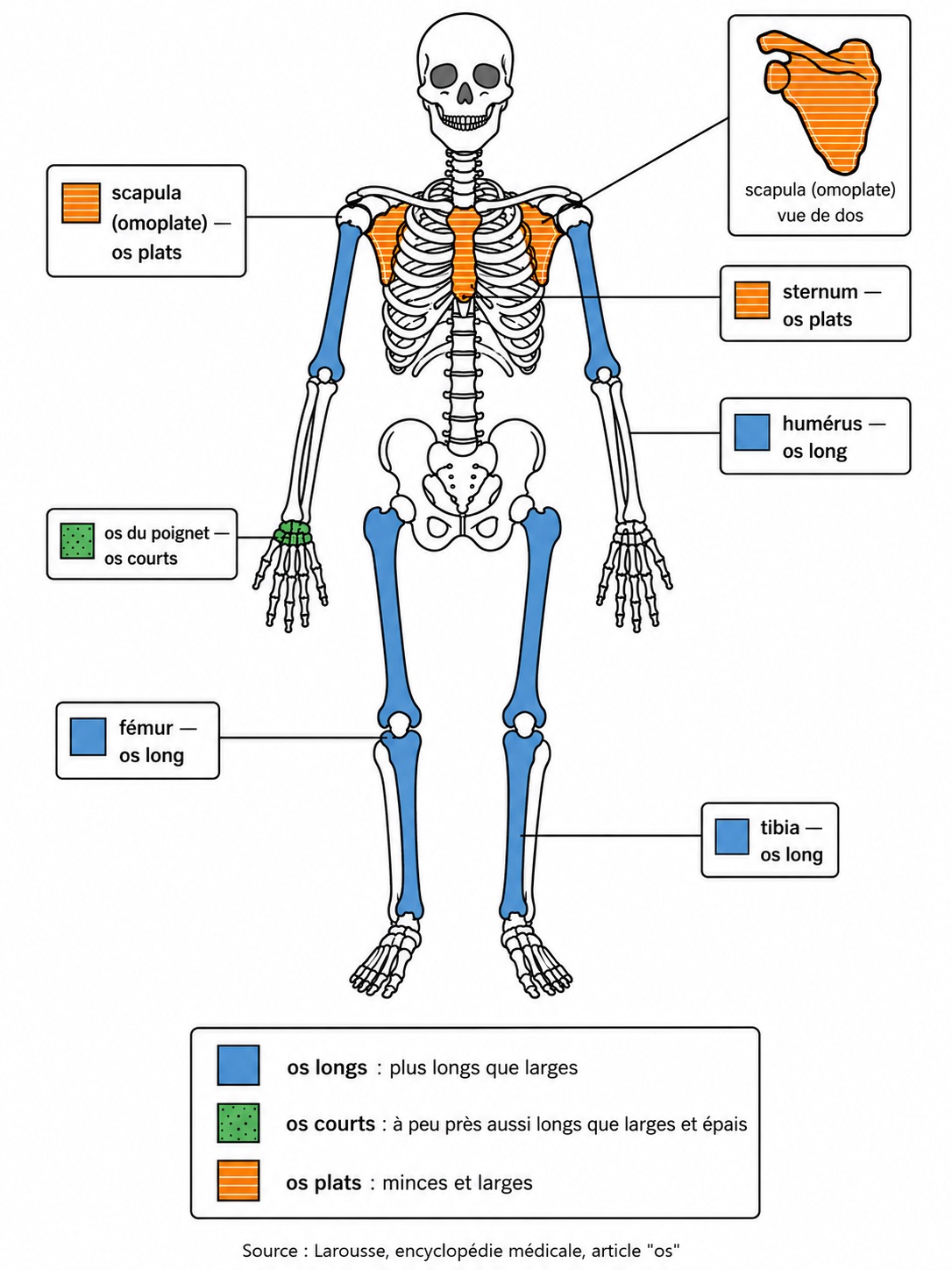 Schéma du squelette humain vu de face. Six os seulement sont coloriés et légendés. En bleu uni, trois os longs : le fémur, le tibia et l'humérus. En vert à points, les os du poignet, qui sont des os courts. En orange à rayures, deux os plats : le sternum et la scapula, aussi appelée omoplate. Un encart en haut à droite montre la scapula seule, vue de dos. Sous le squelette, une légende en trois lignes donne le critère de chaque catégorie : os longs, nettement plus longs que larges ; os courts, à peu près aussi longs que larges et épais ; os plats, minces et larges.