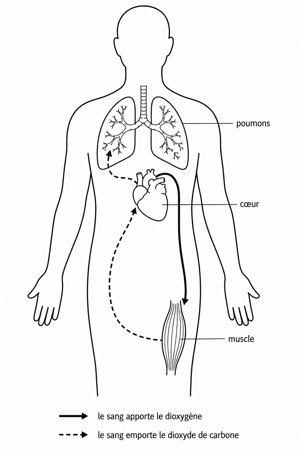 Schéma en noir et blanc. Une silhouette humaine vue de face, sans visage. Trois organes sont dessinés et légendés : les poumons dans la poitrine, le cœur juste en dessous, et un muscle dans la cuisse. Deux trajets relient ces organes. Un trait plein va du cœur jusqu'au muscle : il porte la mention le sang apporte le dioxygène. Un trait en pointillés part du muscle, remonte jusqu'au cœur, puis du cœur jusqu'aux poumons : il porte la mention le sang emporte le dioxyde de carbone. Les deux trajets passent par le cœur.