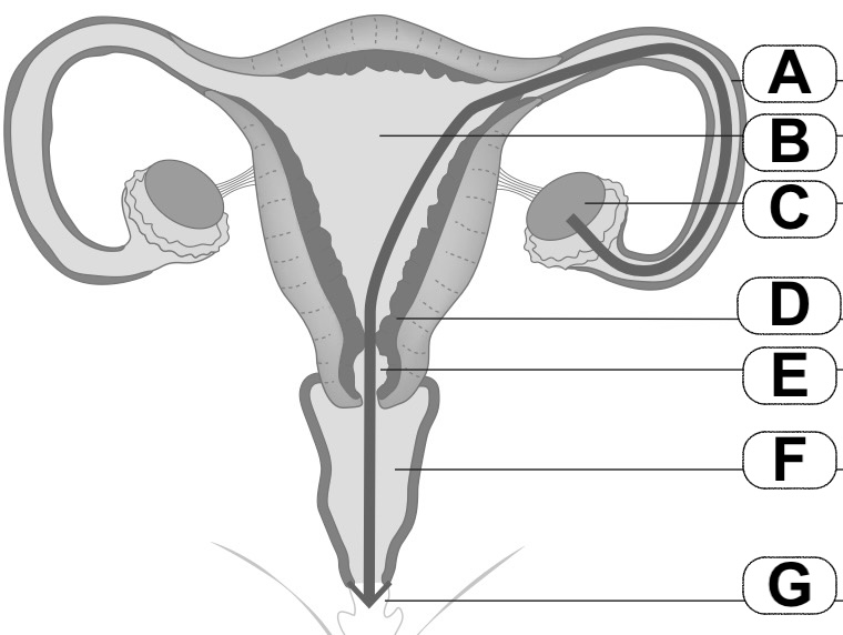 Anatomie appareil génital féminin à compléter