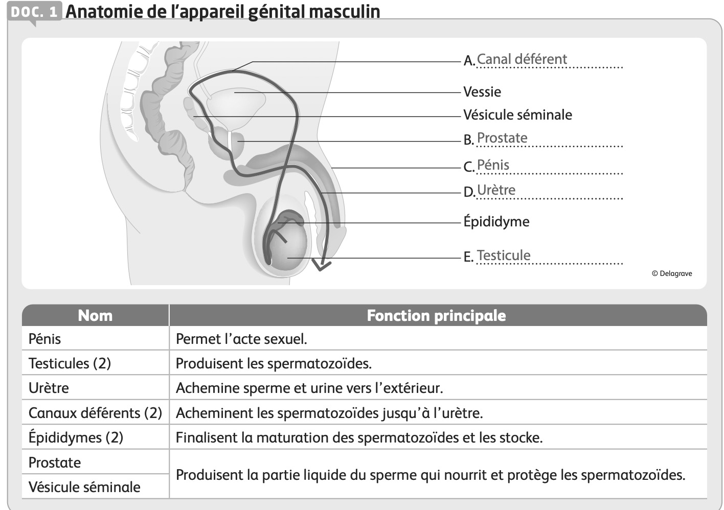 Anatomie appareil génital masculin