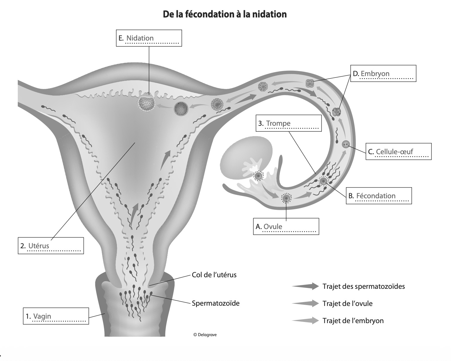 Processus fécondation nidation complet