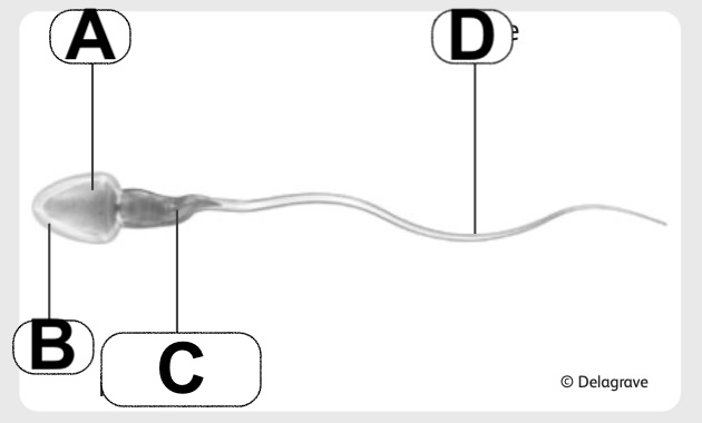 Structure spermatozoïde à compléter