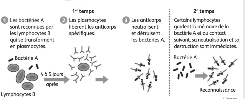Anticorps et lymphocytes mémoire
