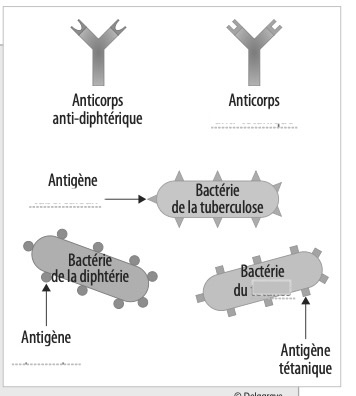 Schéma complémentarité antigènes et anticorps