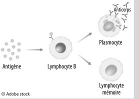 Antigène → Lymphocyte B → Plasmocyte + Lymphocyte mémoire