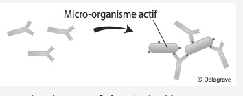 Micro-organisme actif reconnu par les anticorps