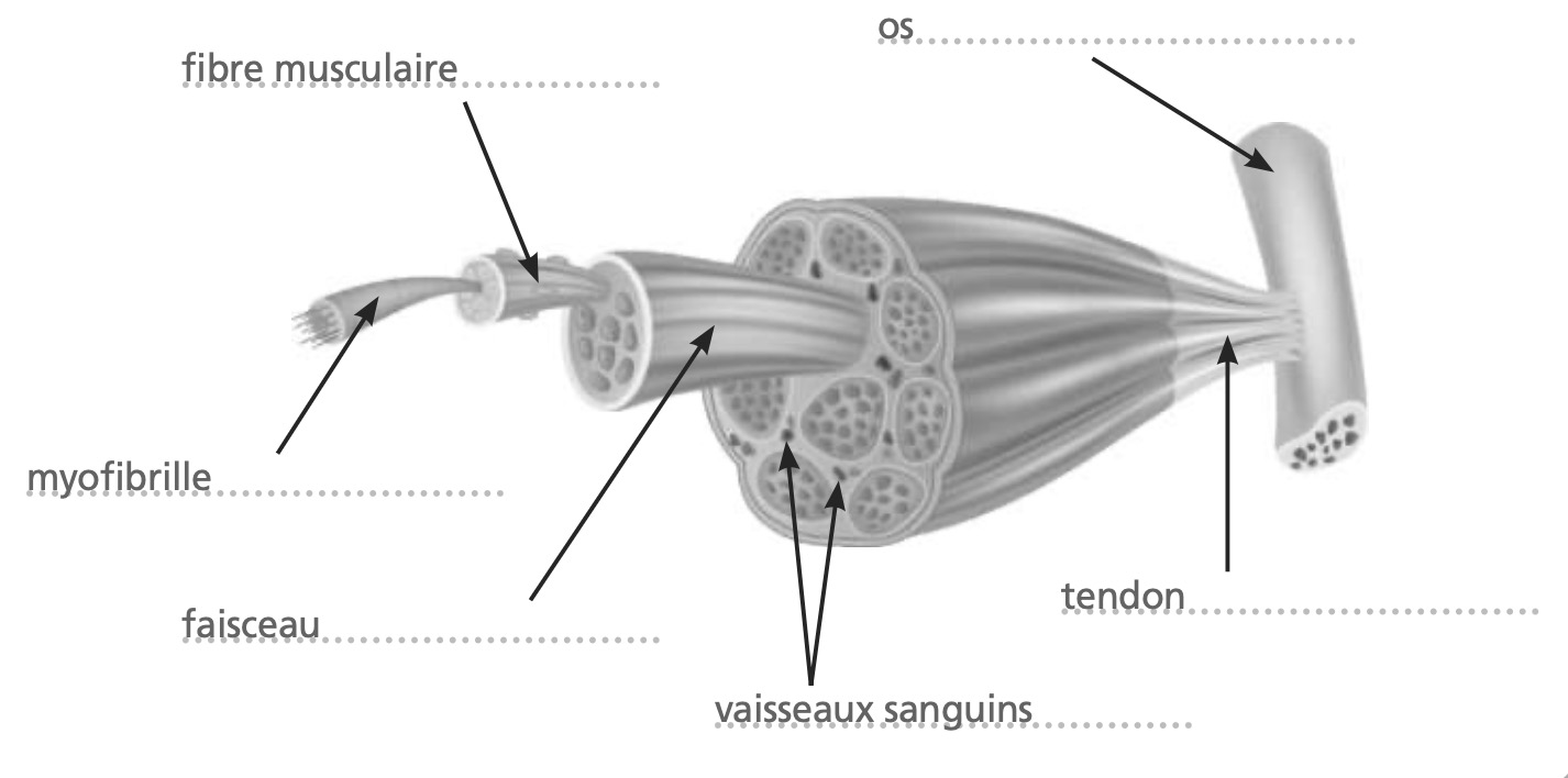 Coupe anatomique du muscle