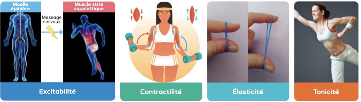 Propriétés du muscle
