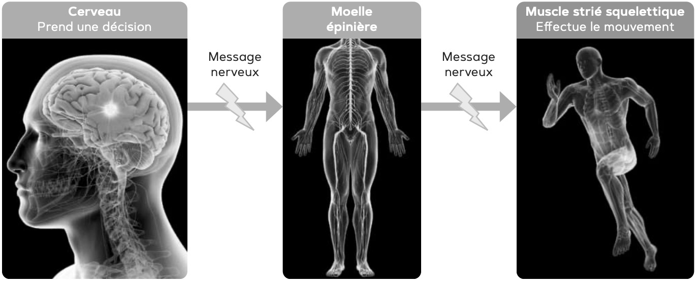 Schéma système nerveux